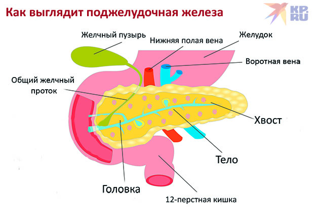 Поджелудочная железа человека: все, что нужно знать об этом удивительном органе поджелудочной, железа, железы, может, является, которые, поджелудочная, время, живота, после, части, обострения, период, верхней, наблюдается, органа, часто, расщепляет, ферменты, причиной