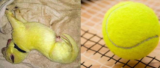 Щенок и мячик