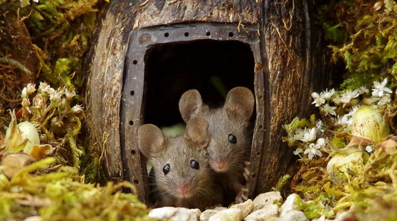 Мышиная деревня британского фотографа Саймона Делла - похожая новость на Toplenta