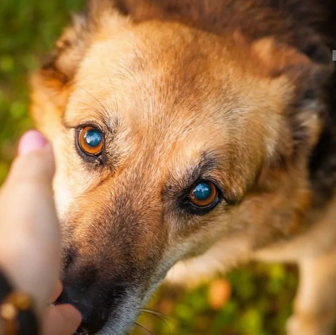 собачья морда