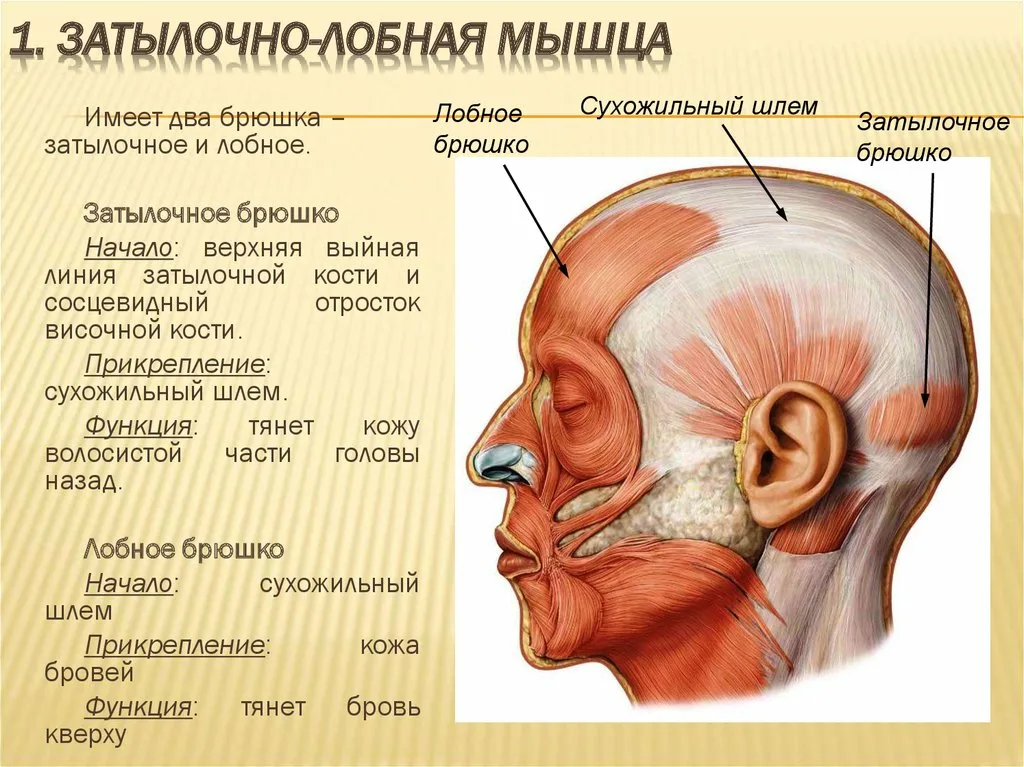 Начать день, как фараон: делаем зарядку фараонов в постели с утра. Оздоравливаемся, омолаживаемся и просто улучшаем настроение гимнастика, областью, область, упражнение, живота, фараонов, очень, движениями, состоит, пальцами, кладем, круговыми, стрелке, против, делаем, часовой, затылок, около, помогает, многих