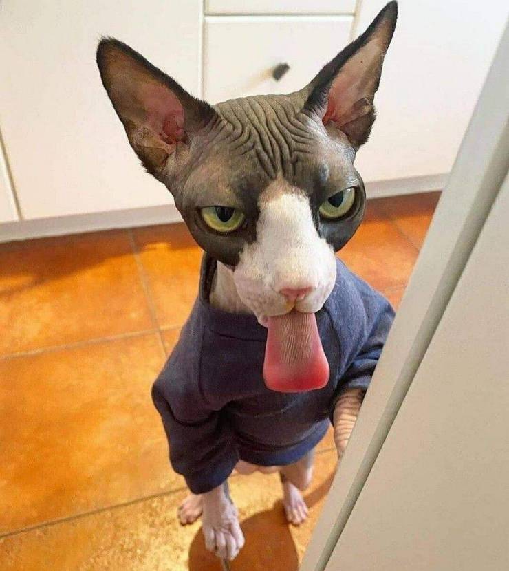 Подборка прикольных картинок  приколы,смешные картинки,юмор