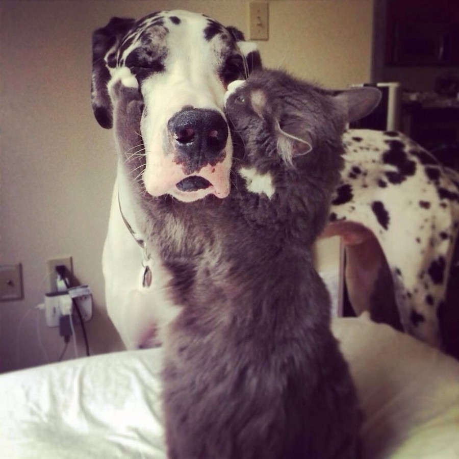 catslovedogs11