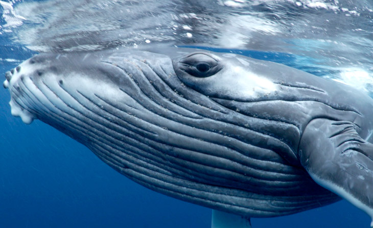 PHOTOS: Swimming with whales