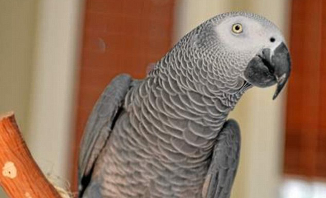 У семьи англичан пропал попугай, но вернулся через на 4 года. По возвращении он стал говорить только по-испански Культура