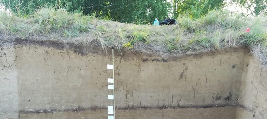 В Омской области археологи нашли кости и оружие возрастом 12 тысяч лет