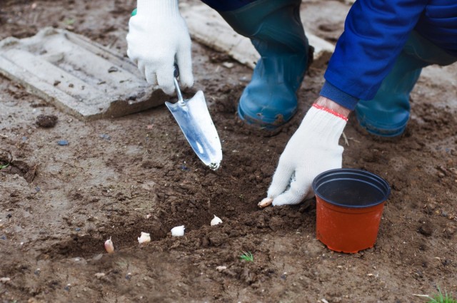 Что посадить под зиму? 20+ культур для подзимних посевов