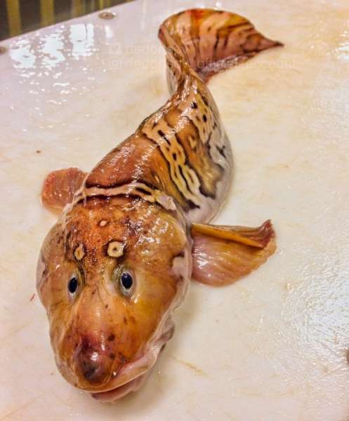 Странные существа из морских глубин, пойманные Романом Федорцовым