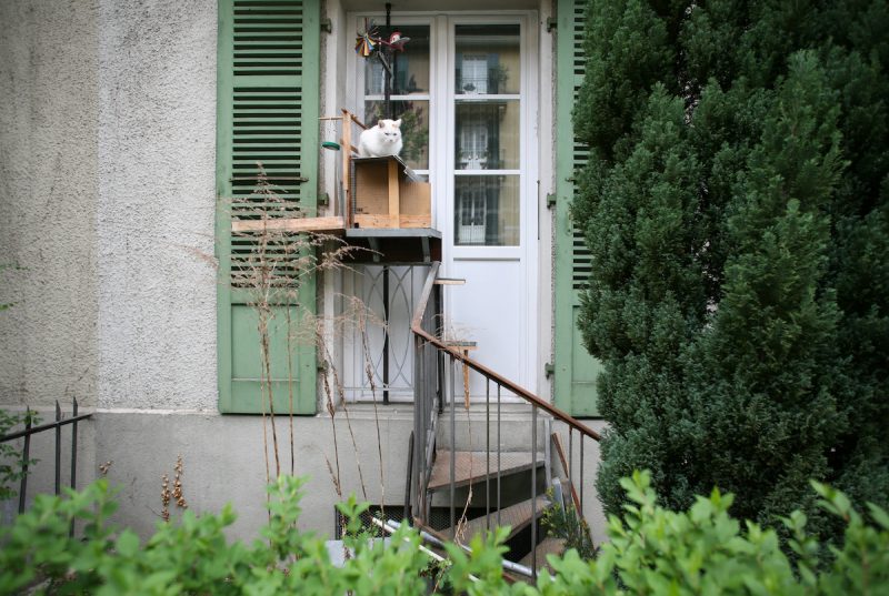 Дорога в кошачье королевство: лестницы для пушистых домашних любимцев на фасадах швейцарских домов архитектура,домашние животные,наши любимцы
