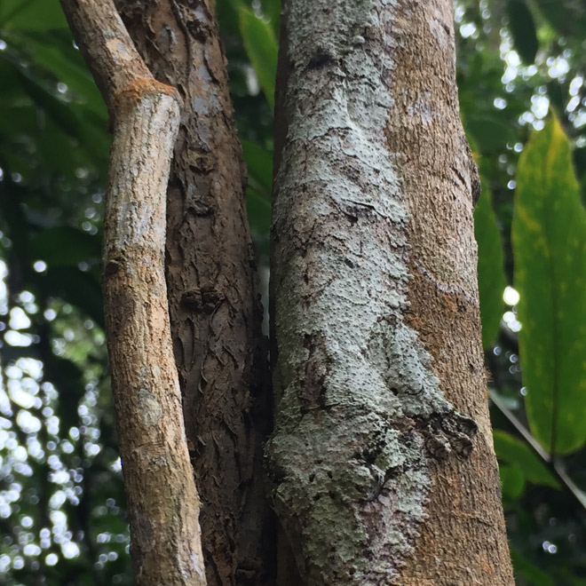 Натуралист сделал фото ящерицы и попросил определить вид. Большинство людей ее не увидели Натуралист сделал фото ящерицы и попросил определить вид. Большинство людей ее не увидели Культура