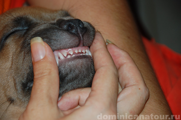 доминикана недвижимость, отдых доминикана