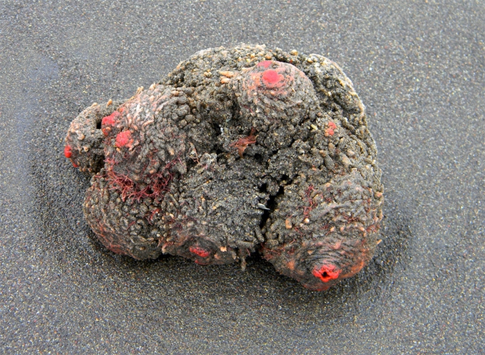 Pyura chilensis - «живой камень» с морского дна деликатес, живой камень