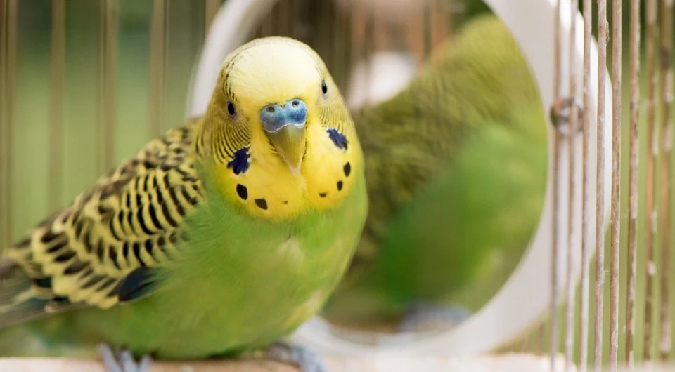 «Кеша хор-роший»: чем кормить и как ухаживать за волнистым попугайчиком домашние животные,наши любимцы