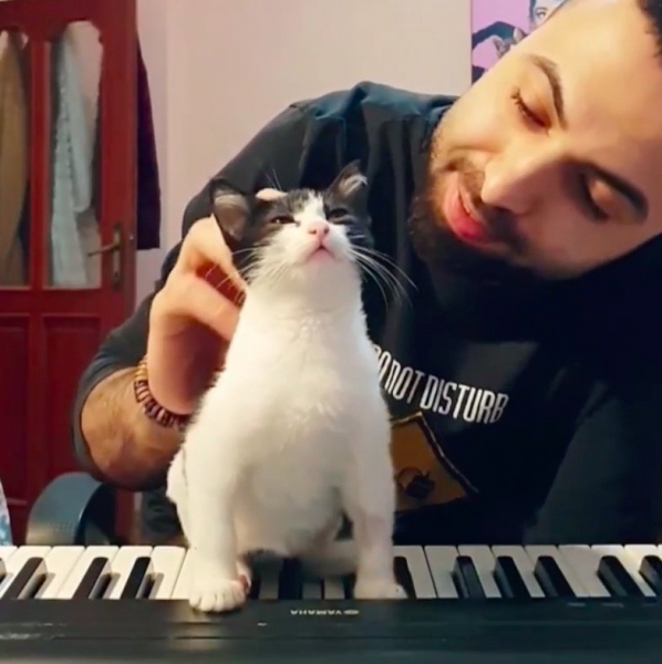 Пианист спасает котёнка, который не может ходить и помогает ему снова встать на четыре лапы