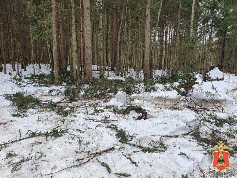 Житель Тверской области съездил в лес за стройматериалами и стал фигурантом уголовного дела