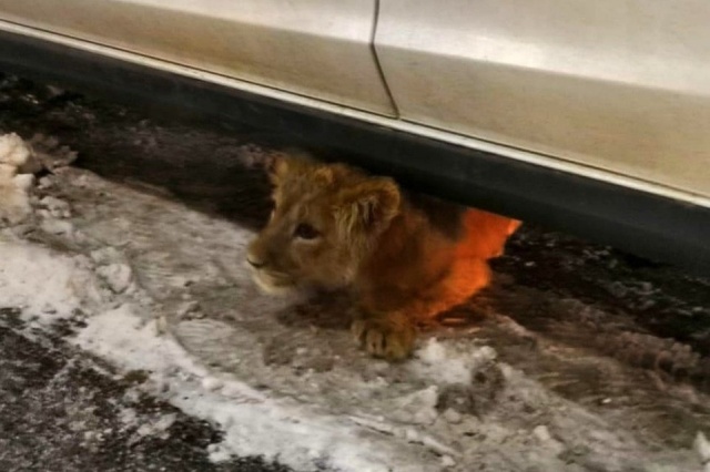 Жители обратили внимание на необычного питомца