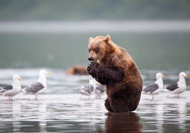 Смешные медведи, ведут себя как люди, забавные медведи