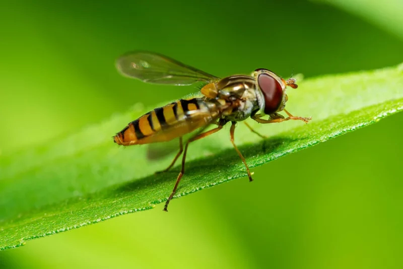8 полезных насекомых, которых никогда не следует убивать насекомых, поедают, гусеницы, которых, землей, часто, личинки, вашем, других, хозяина, полезных, более, рогатого, около, может, живут, вредителей, семейству, являются, которые