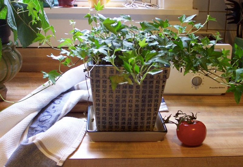 10 квартирных растений для очистки воздуха