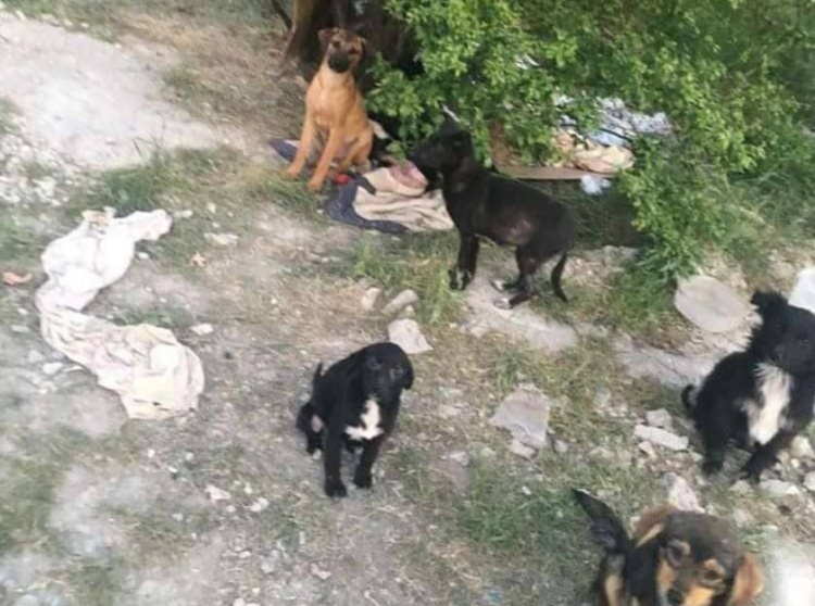 Дурная слава Колдуна: стая собак напала на женщин, пришлось вызывать спасателей
