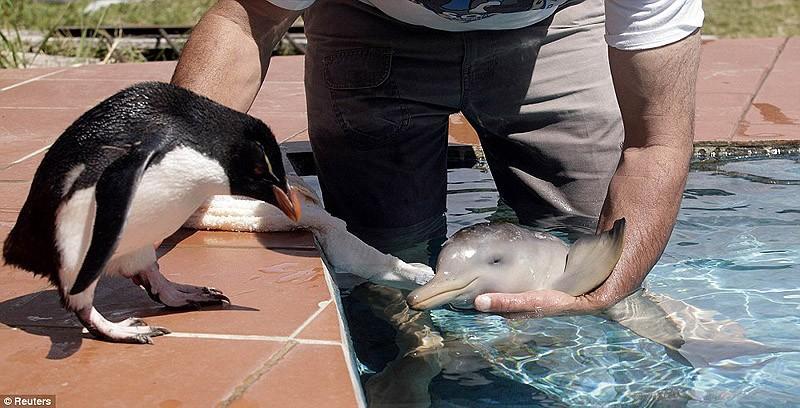 Удивительное о дельфинах