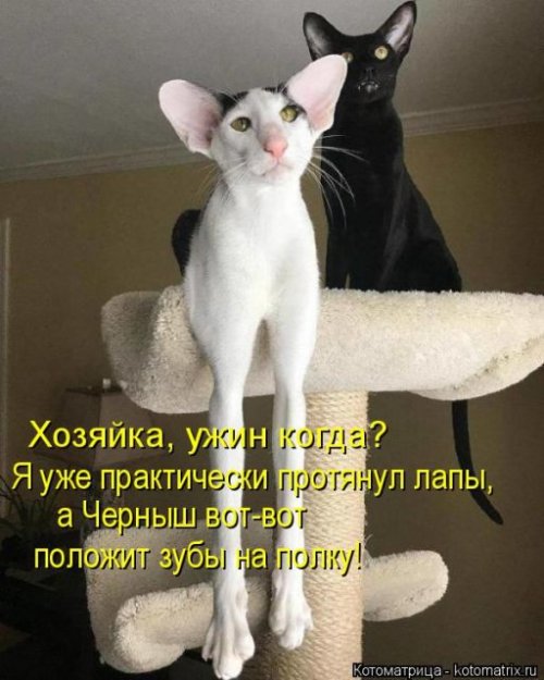 Свежая котоматрица для всех (40 фото)