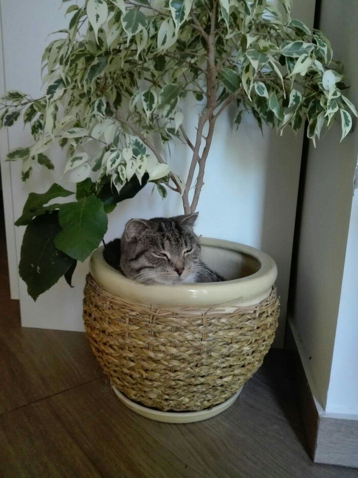 Да, удобно Да, удобно веселые картинки,фотоприколы