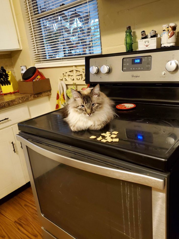 Прикольные фотографии которые поднимут настроение