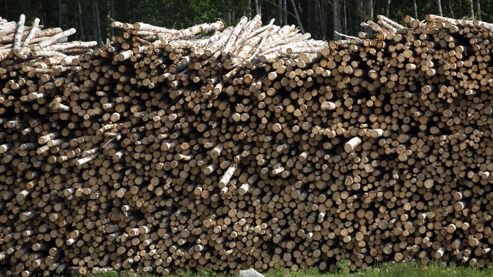 Составы с лесом-кругляком - в Китай? Очевидец заснял, что происходит за год до полного запрета