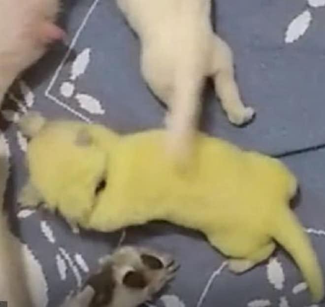 Щенок лежит