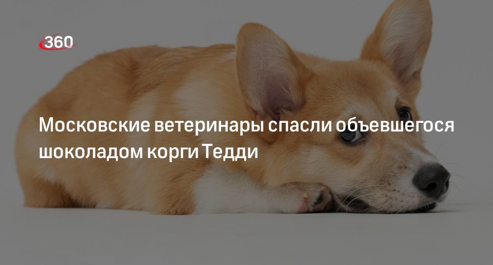 Корги съел шоколад. Лакомство для корги. Корги съел шоколад. Корги ест пиццу. Корги ест мороженое.