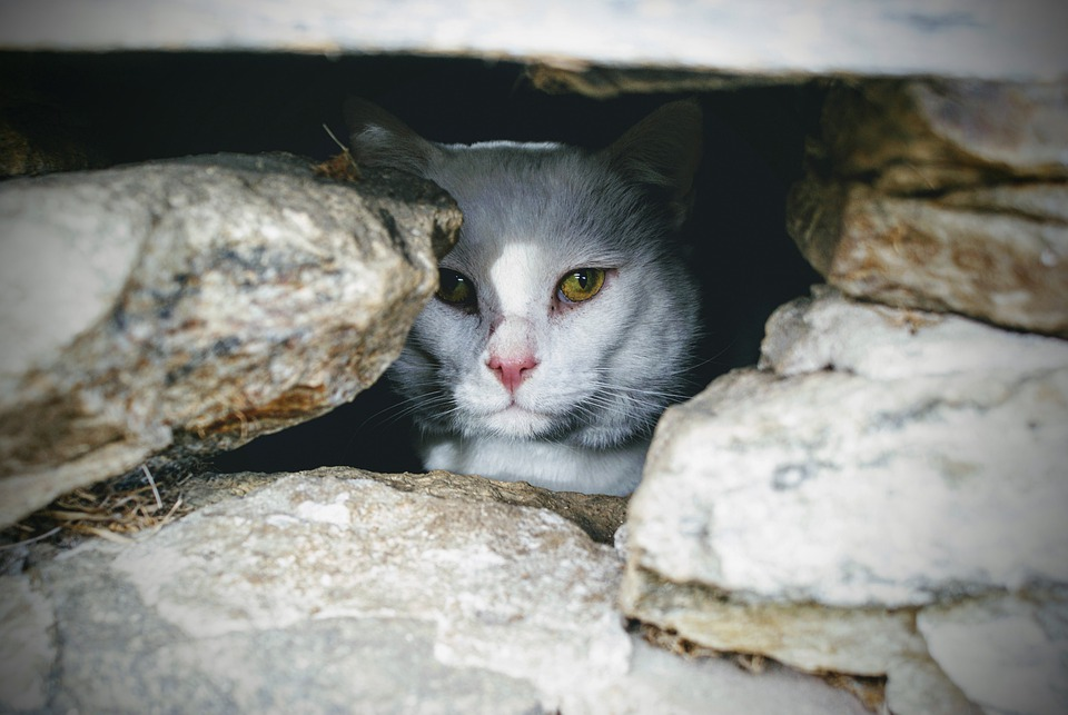 Что делают кошки: 5 странных поступков, которые вызывают недоумение