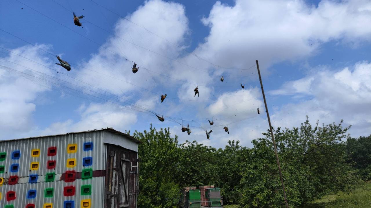 В Лабинском районе пасечнику грозит тюрьма за защиту ульев от надоедливых птиц
