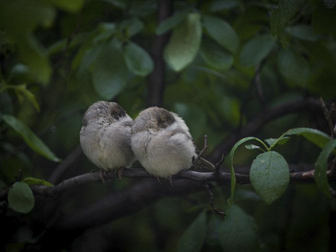 Лучшие фотографии National Geographic мая 2014 