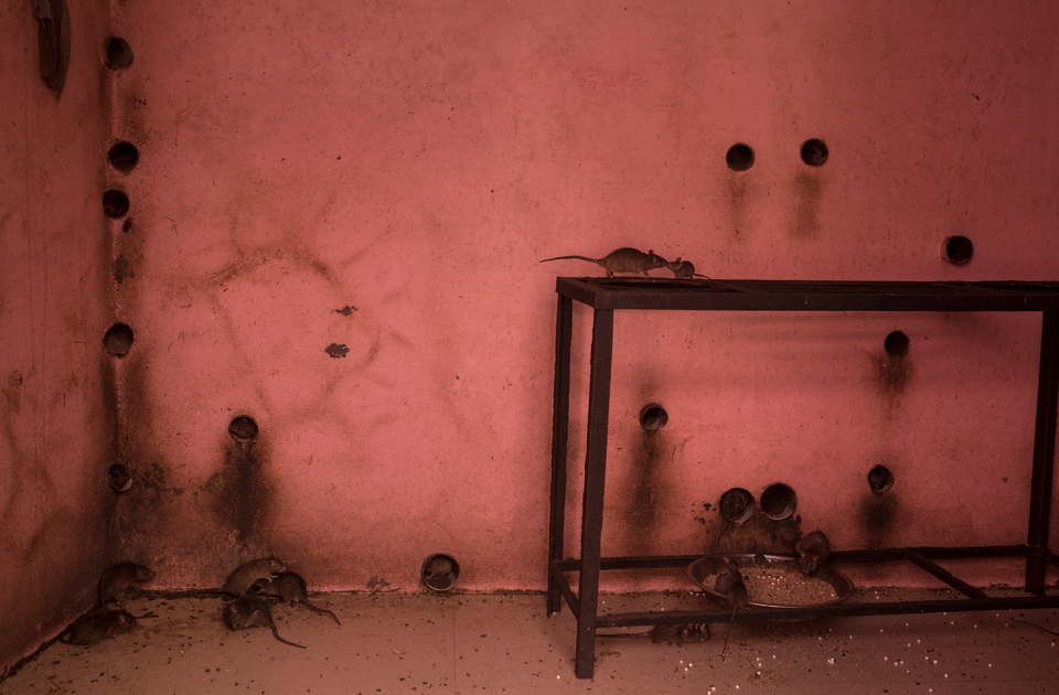 Крысиный рай: индийский храм, где поклоняются грызунам Крысиный рай: индийский храм, где поклоняются грызунам индия,история,крысы,культура индии,мир,страны