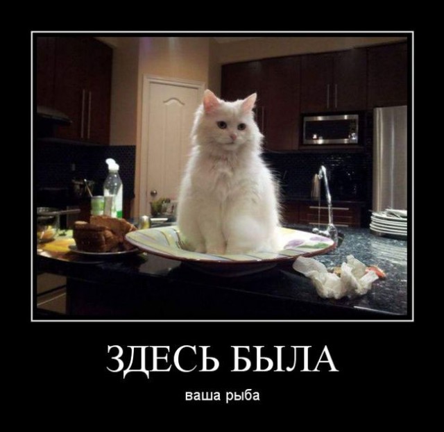 Демотиваторы для пятничного настроения: «С — смекалка» 