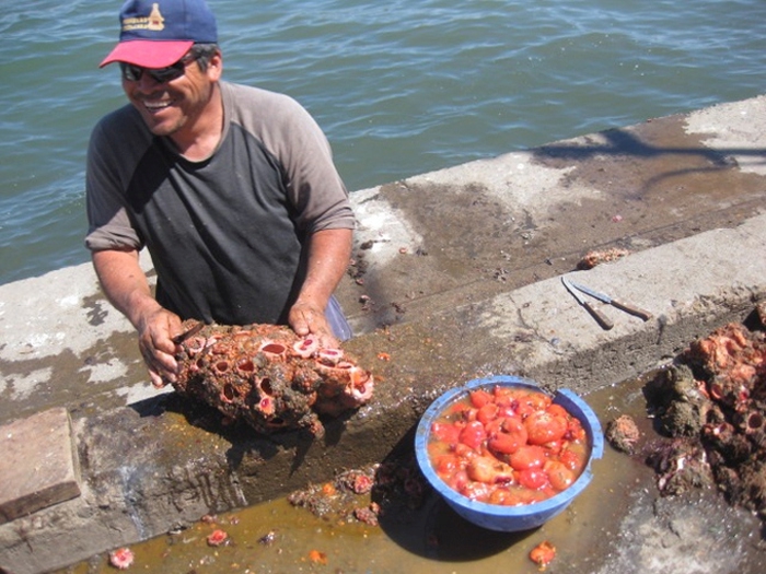 Pyura chilensis - «живой камень» с морского дна деликатес, живой камень