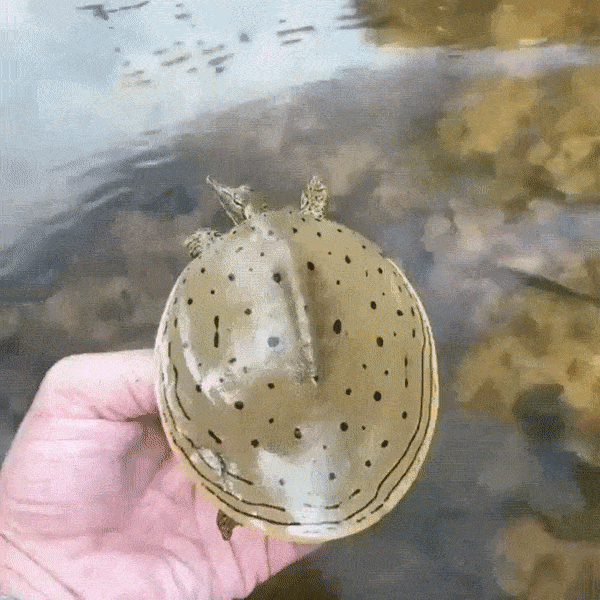 15 случаев, когда природа в своих фантазиях зашла слишком далеко 15 случаев, когда природа в своих фантазиях зашла слишком далеко интересное,мир,удивительно ,фотография, животные , природа