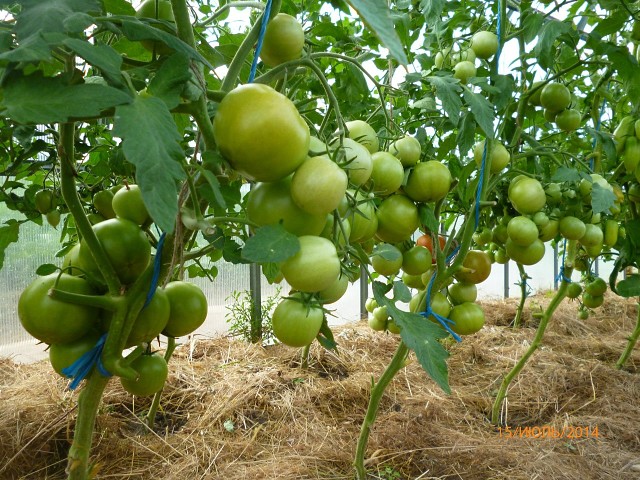 Как выращивает томаты лидия иванова кричиневская?