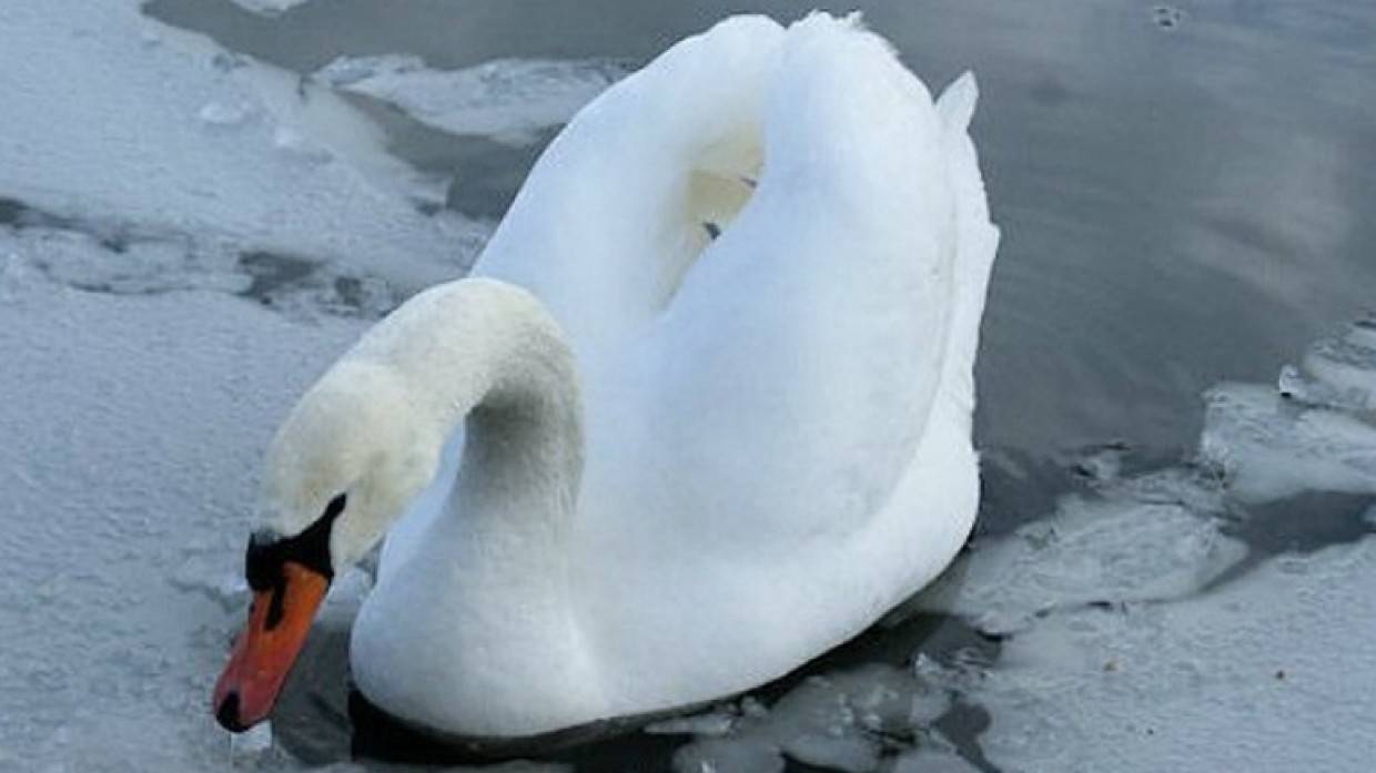 Неравнодушные югорчане спасли раненого краснокнижного лебедя