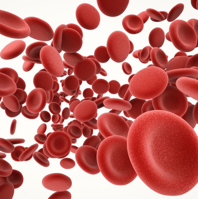 Лейкоциты в крови: Почему этот показатель необычайно важен? крови, лейкоцитов, предполагает, следует, анализ, кровяные, анализа, перед, показатель, например, может, чтобы, имеет, посредством, сдачей, инфекции, голодный, белые, тельца, самых
