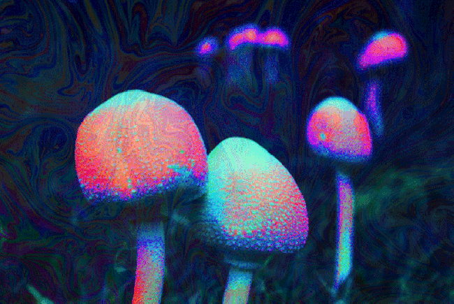 psychedelic-mushrooms