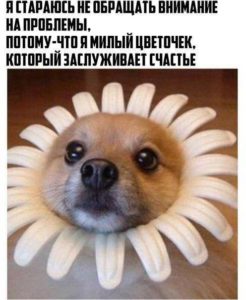 Веселые картинки для поднятия настроения с надписями Веселые картинки для поднятия настроения с надписями