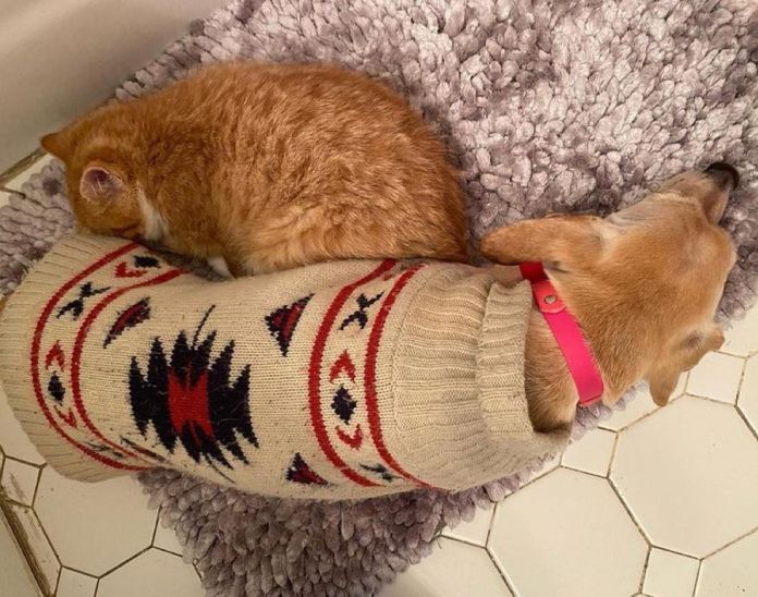 Без кота и жизнь не та