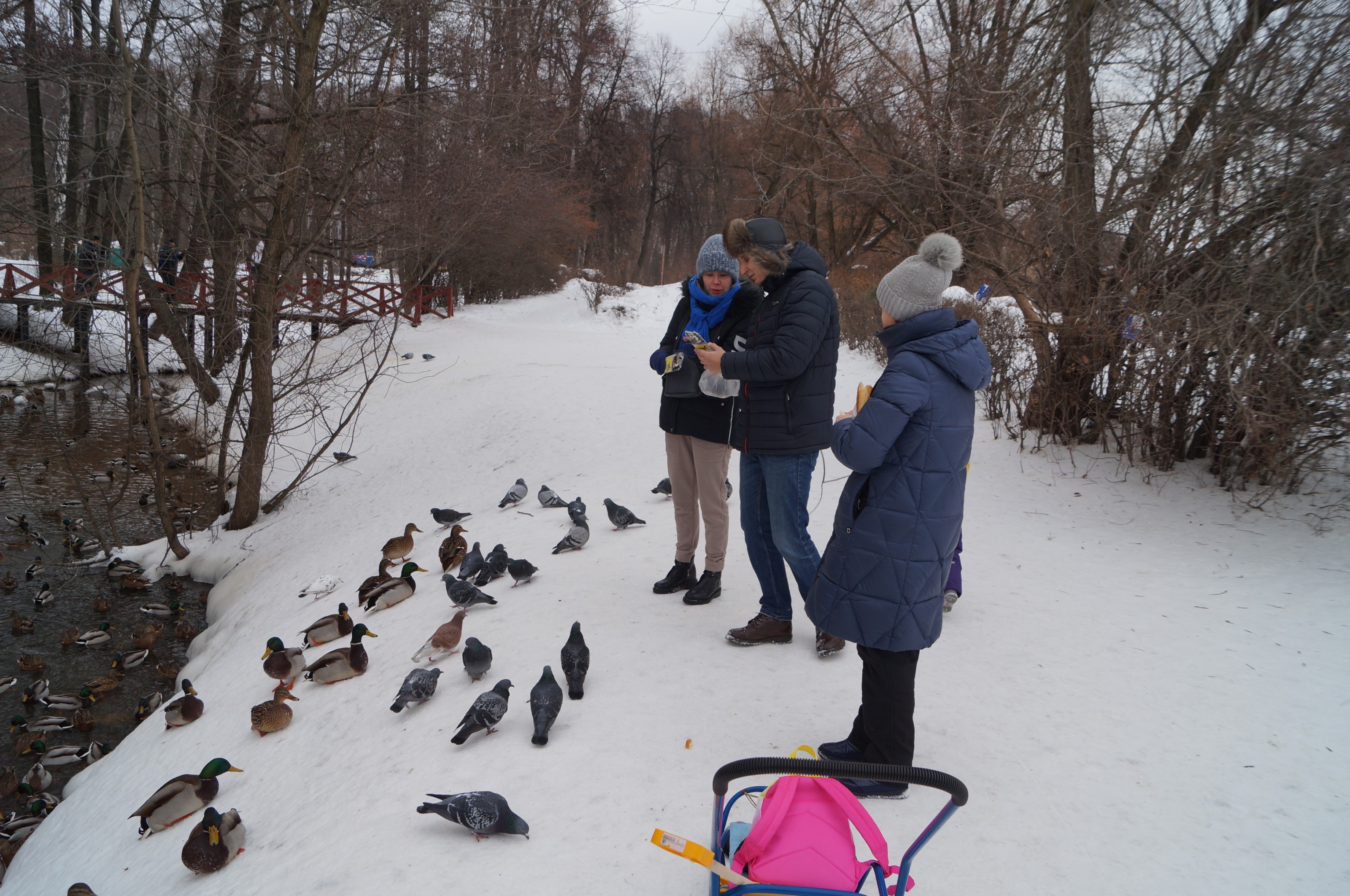 Парк птиц зимой