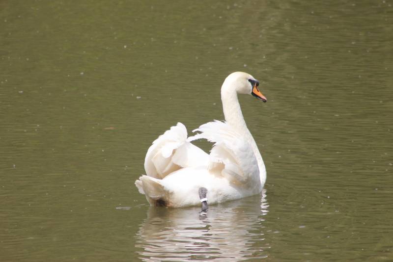 Репортаж Колорадского Таракана. Я и ваша Москва Репортаж Колорадского Таракана. Я и ваша Москва россия,украина