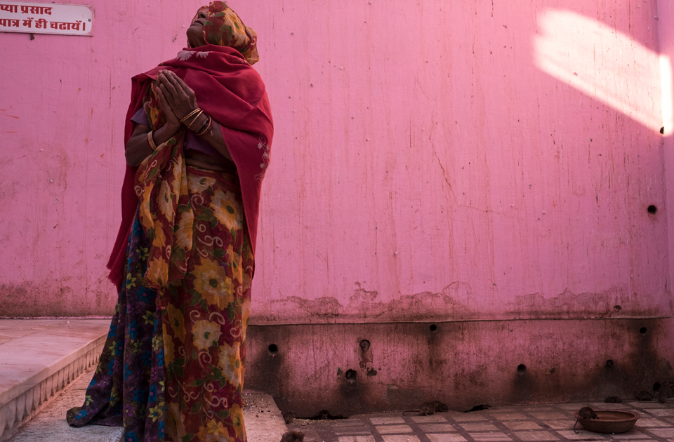 Крысиный рай: индийский храм, где поклоняются грызунам Крысиный рай: индийский храм, где поклоняются грызунам индия,история,крысы,культура индии,мир,страны