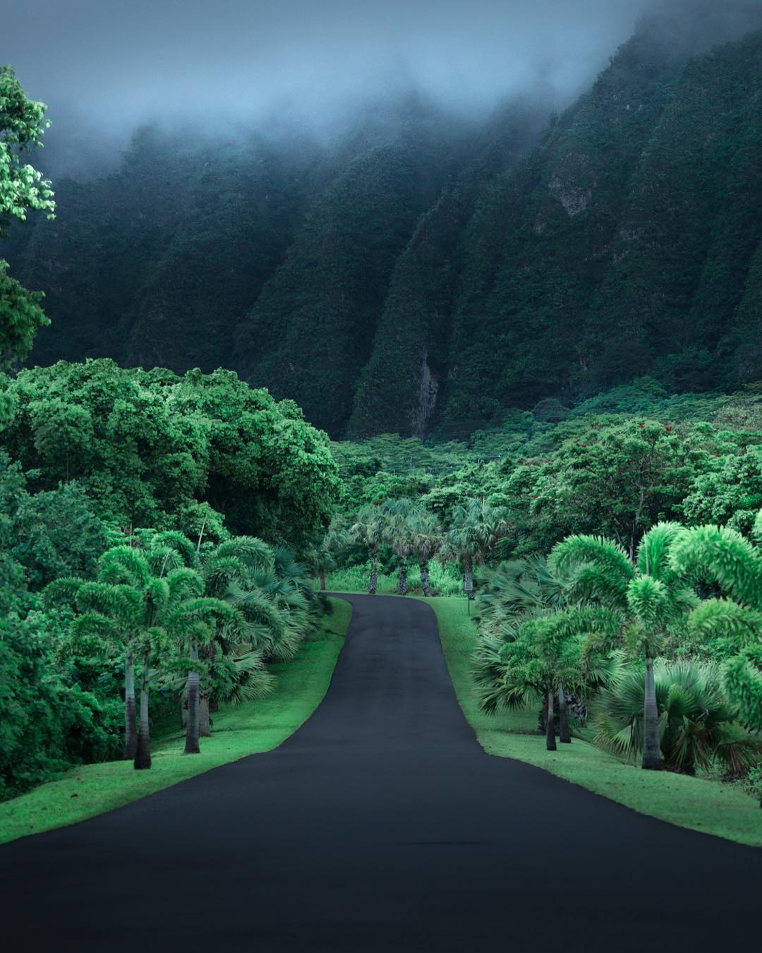Оаху Гавайи джунгли