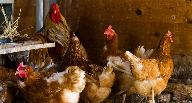 Анекдоты  Пасхальные анекдоты