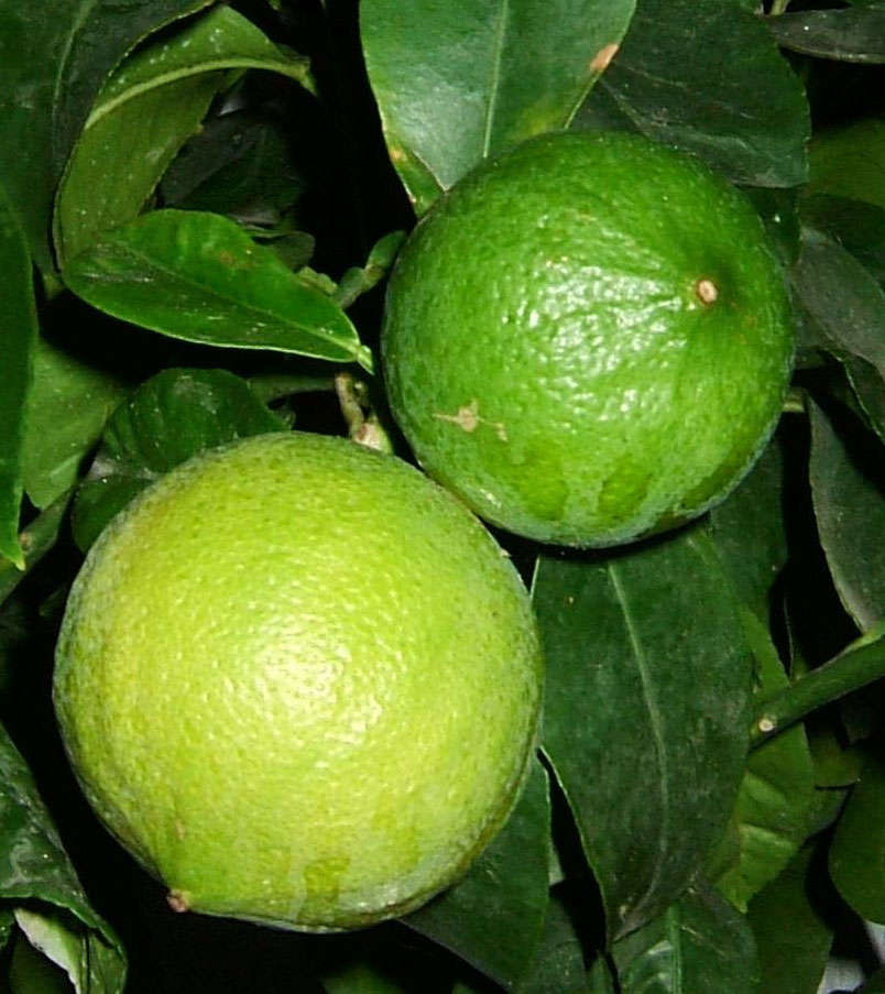 Бергамот как пахнет. Бергамот (Citrus bergamia). Citrus bergamia цветок. Лимон бергамот. Бергамот это груша или цитрус.
